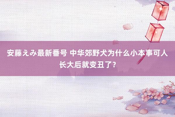 安藤えみ最新番号 中华郊野犬为什么小本事可人长大后就变丑了？