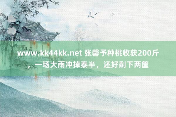 www.kk44kk.net 张馨予种桃收获200斤，一场大雨冲掉泰半，还好剩下两筐