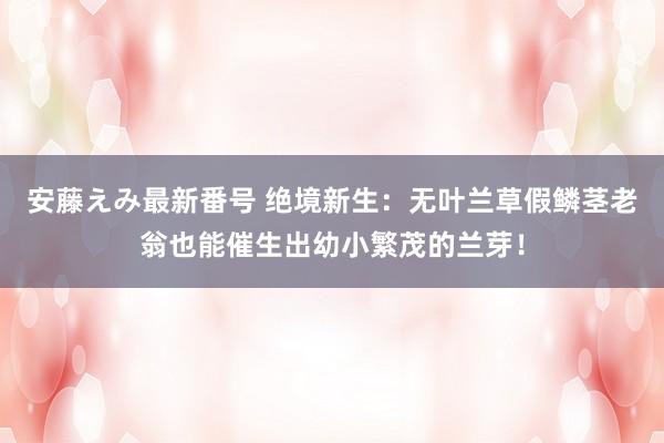 安藤えみ最新番号 绝境新生：无叶兰草假鳞茎老翁也能催生出幼小繁茂的兰芽！