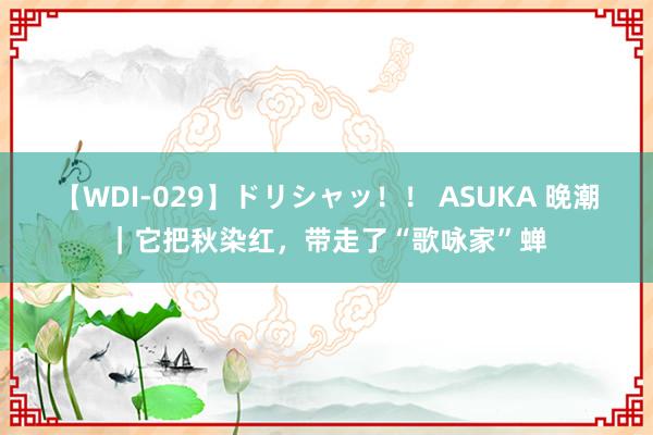 【WDI-029】ドリシャッ！！ ASUKA 晚潮｜它把秋染红，带走了“歌咏家”蝉